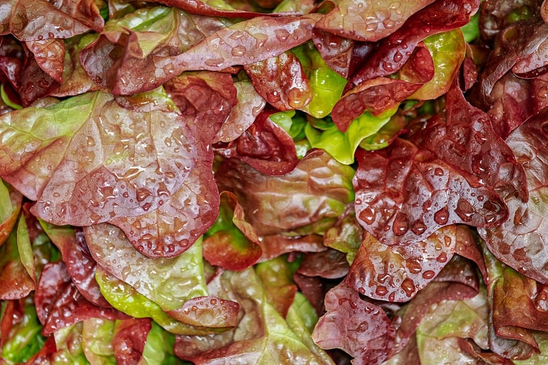 Heritage Infused Salad